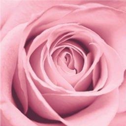 https://ca.mncjobz.com/company/boutique-la-vie-en-rose