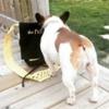 https://ca.mncjobz.com/company/jeves-pet-care